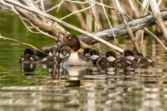 A family of common mergansers (Mergus merganser) swimming in a small yukon lake; Whitehorse, Yukon, Canada