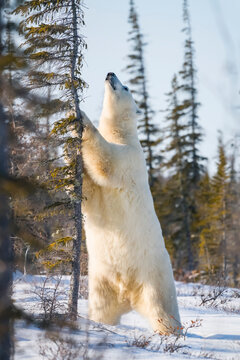 Polar bear (Ursus maritimus) standing on it's hind legs and leaning against a tree in the snow and looking up at the blue sky; Churchill, Manitoba, Canada