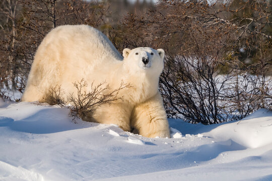 Polar bear (Ursus maritimus) in the snow looking at the camera; Churchill, Manitoba, Canada