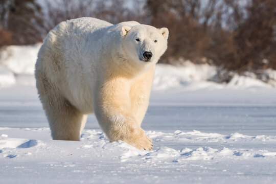 Polar bear (Ursus maritimus) walking in the snow looking at the camera; Churchill, Manitoba, Canada