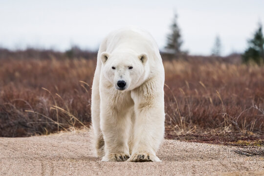 Portrait of polar bear walking towards the camera; Churchill, Manitoba, Canada