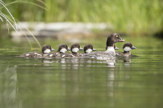 A family of ducks with six ducklings swimming together in a lake; Whitehorse, Yukon, Canada