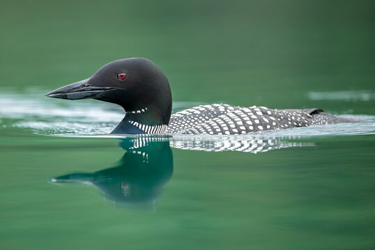 Common Loon (Gavia immer), also known as the Great Norther Diver, swimming with it's reflection in the tranquil water; Whitehorse, Yukon, Canada