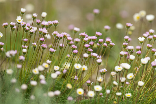 Delicate wildflowers blooming in a meadow; Whitehorse, Yukon, Canada