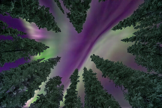 Low angle view of conifers surrounding the starry night sky with a purple band of light across the sky during a colorful display of the Northern Lights; Whitehorse, Yukon, Canada