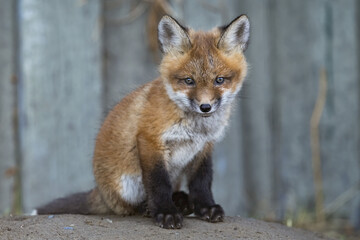 Portrait of a Red fox kit (Vulpes vulpes). These are urban foxes and live in abundance within city limits of Whitehorse; Whitehorse, Yukon, Canada