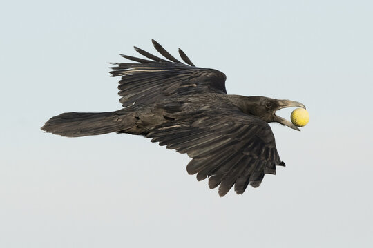 Raven (Corvus corax) flying with a golfball in it's beak; Whitehorse, Yukon, Canada
