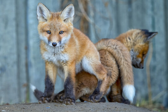 Two Red fox kits (Vulpes vulpes) playing together. These are urban foxes and live in abundance within city limits of Whitehorse; Whitehorse, Yukon, Canada