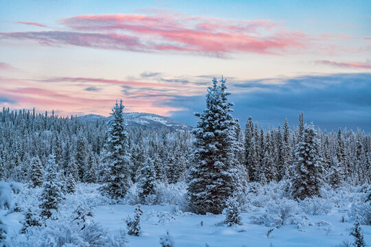 Winter sunrise light with snow-covered trees and mountains in the distance along the Annie Lake Road; Whitehorse, Yukon, Canada