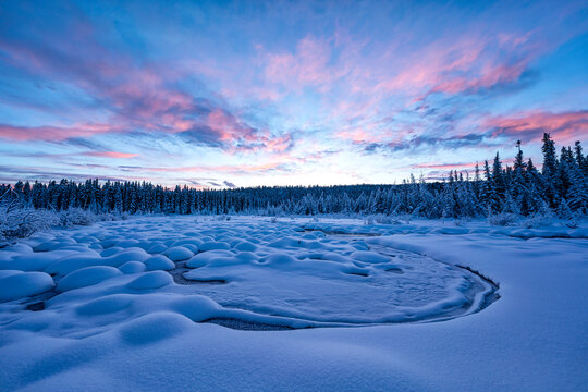 Stunning landscape of snowy mounds and conifer forest with sunset illuminating the sky with pastel pink clouds over McIntyre Creek in winter; White Horse, Yukon, Canada