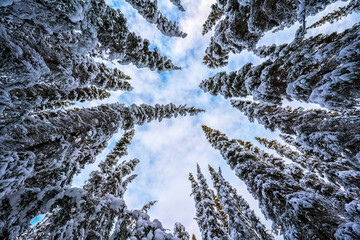 Snowy evergreen trees in a forest reaching to the sky; Whitehorse, Yukon, Canada