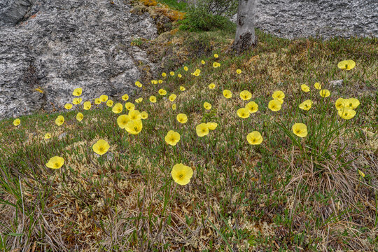 Close-up of yellow wildflowers on Sapper Hill, along the Dempster Highway; Yukon Canada
