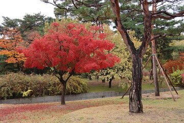 Fototapeta na wymiar Autumn tree