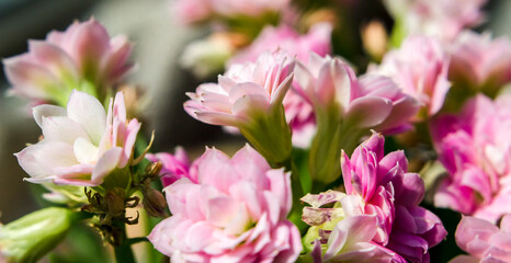 Fototapeta na wymiar Pink Kalanchoe flowers