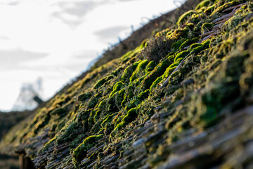 moss roof3