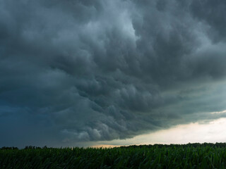 A storm front passes over a corn field in southern Ontario after a warm summer day; Strathroy, Ontario, Canada
