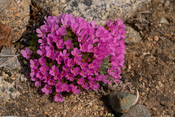 Phlox flower (Douglasia gormanii) growing on a mountainside by Kusawa Lake in the Yukon; Yukon, Canada