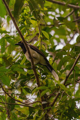 Pássaro Gralha-cançã na floresta