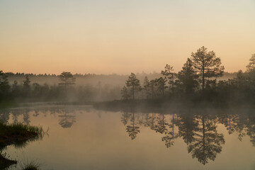 Fototapeta na wymiar sunrise dawn on the swamp. Reflections of trees in lakes. Sunset, warm light and fog. Viru swamps Estonia