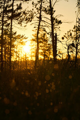 Cottongrass on yellow bright sunrise dawn on the swamp. . Sunset, warm light and fog. Viru swamps Estonia