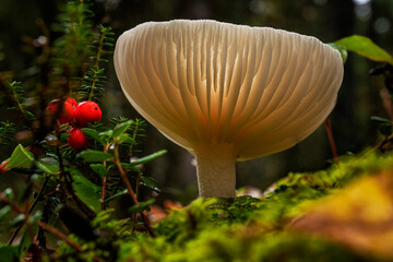 Beautiful glowing white mushroom on the forest floor with other vegetation; Yukon, Canada