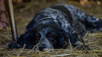 Spaniel dozing on the straw floor.