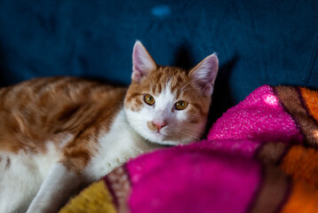 Fototapeta na wymiar cat on blanket
