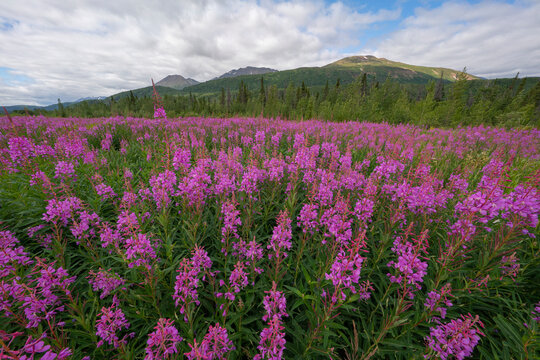 Field of fireweed (Chamaenerion angustifolium), the official flower of Yukon; Whitehorse, Yukon, Canada