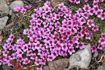 Purple Saxifrage (Saxifraga oppositifolia) growing in tundra; Iceland