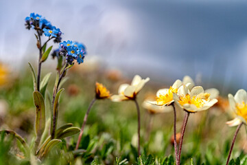 Close-up of Mountain Avens (Dryas octopetala) and Alpine Forget-Me-Nots (Myosotis alpestris) in bloom; Whitehorse, Yukon, Canada