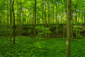 Trees and undergrowth in a lush woodland, the beautiful summer foliage in the forests of Ontario become a vibrant green as the temperature rises; Ontario, Canada