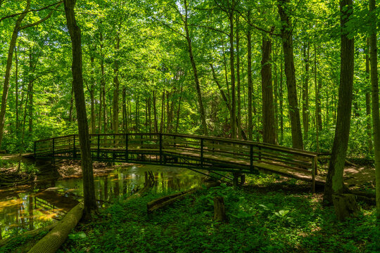 Footbridge over a stream in a lush forest, the stunning verdant forests of Ontario come alive in the warm temperatures of summer; Strathroy, Ontario, Canada