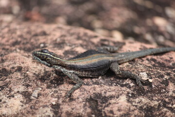 Lagarto por lente 250mm