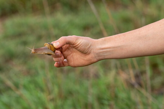 Woman's hand holding a large slug; France