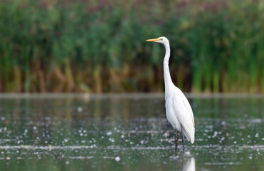 White heron in the pond. Photograph of a white heron in a natural environment.