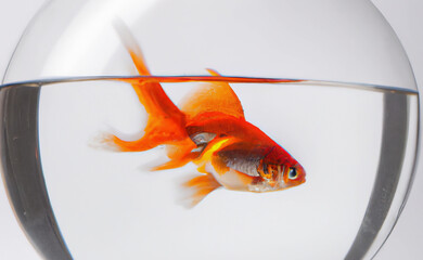 Złota rybka w akwarium na białym tle. - obrazy, fototapety, plakaty
