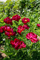 Herbaceous peonies Chervonnyj Oksamit in flowers