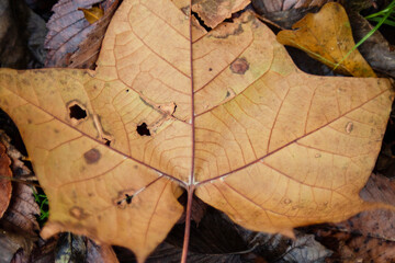 Autumn leaf closeup with texture and veins