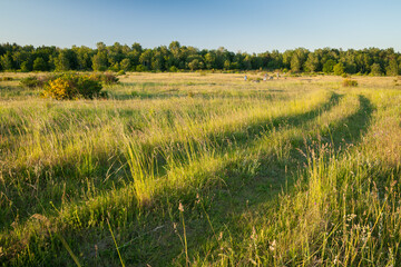 heath in germany in the evening light