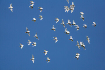 flock of birds