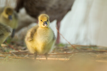 greylag goose gosling in spring