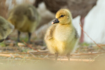 greylag goose gosling in spring