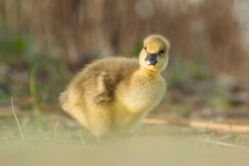 greylag goose gosling in spring