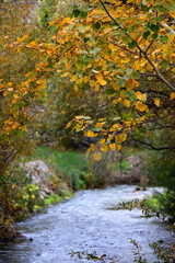 Colorful autumn leaves by the river. Selective focus.