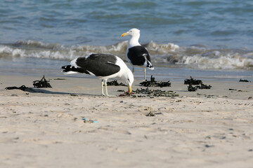 Seagulls