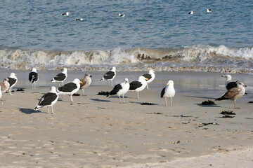 Seagulls