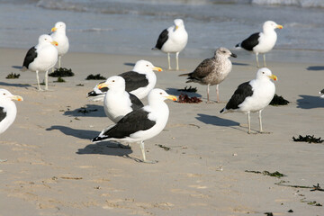 Fototapeta premium Seagulls