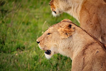 Pair of Female Lions Relax in the African Savannah of the Masai Mara National Reserve in Kenya
