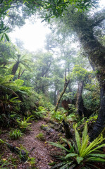 Hiking the Ngamoko track in Waikaremoana, New Zealand