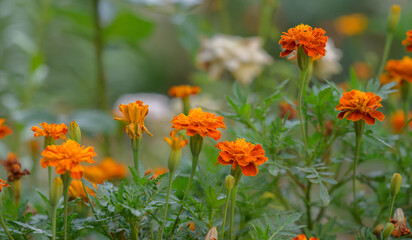 Blooming marigolds in the garden summer day